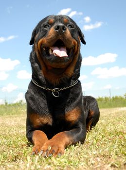 portrait of a purebred rottweiler