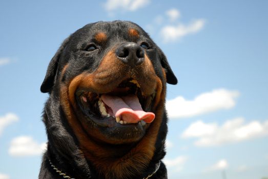 portrait of a purebred rottweiler