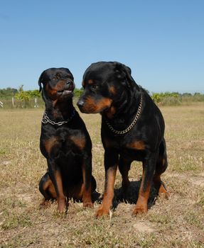 portrait of a purebred rottweiler
