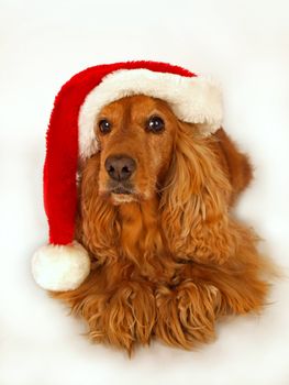 brown cocker spaniel with red christmas hat