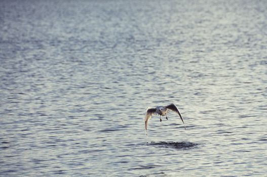 Shot of seagull landing on atlantic ocean