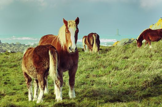 Horses at the french coastline in Brittany with lighthouse called "Le phare du four" in background.