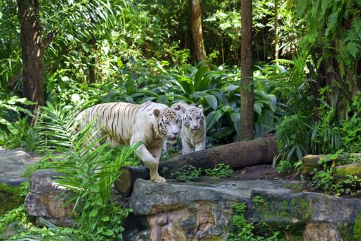 Two white tigers in a tropical forest