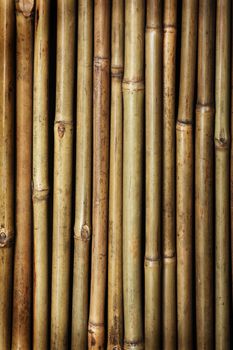 bamboo background