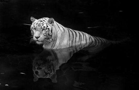 Black and white picture of a white tiger standing in water