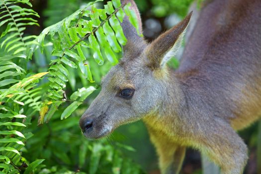 Portrait of a Kangaroo with green background