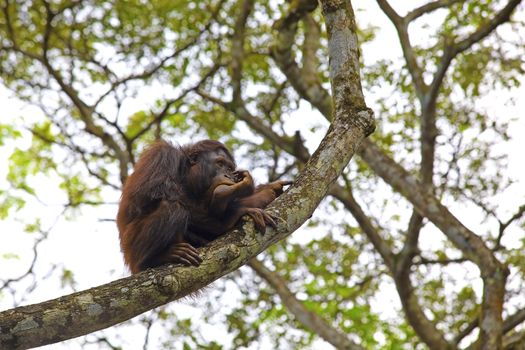Orangutan sitting in a tree in a tropical forest