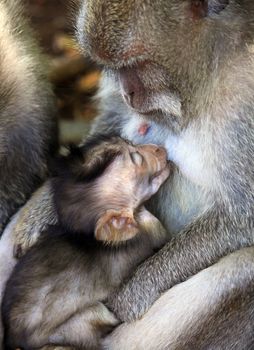 Family of monkeys. Monkeys forest on Bali. Indonesia