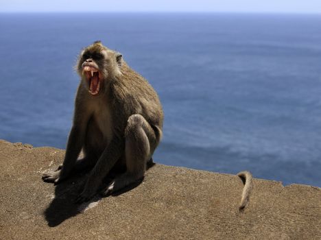 Portrait of the monkey with an aggressive muzzle