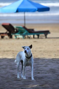 White dog on a Bali beach