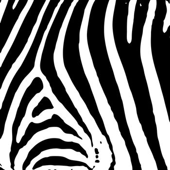 illustrated abstract Zebra black and white print background 
