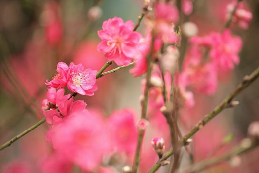 cherry blossoms for chinese new year