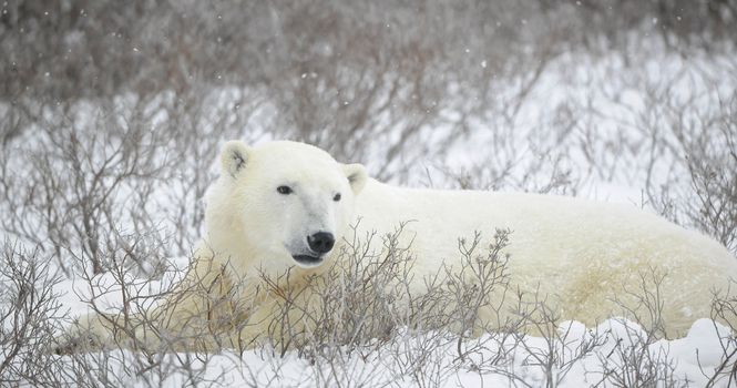 Portrait of a polar bear. The bear lies in undersized bushes. Snow.