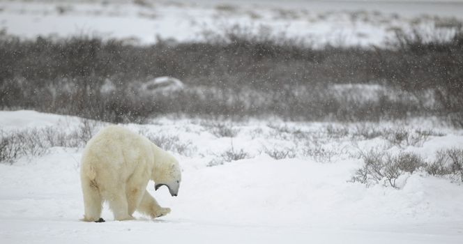 The polar bear yawns. The bear yawns. Snow-covered tundra. It is snowing. Undersized bushes.