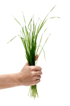 Bunch of the green herb in hand on white background