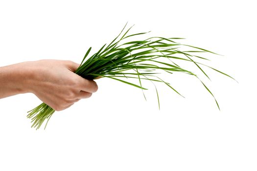 Bunch of the green herb in hand on white background
