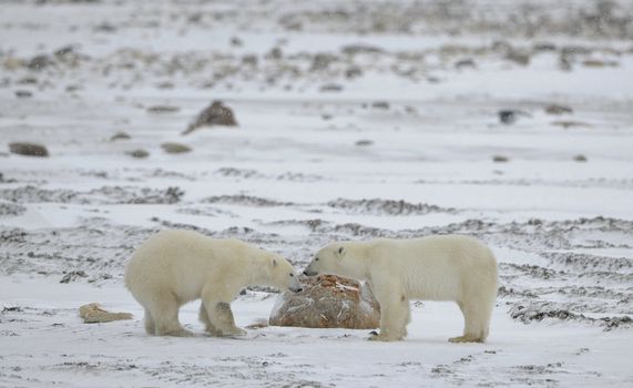 Meeting. Two polar bears have met and sniff each other. Tundra in snow. 