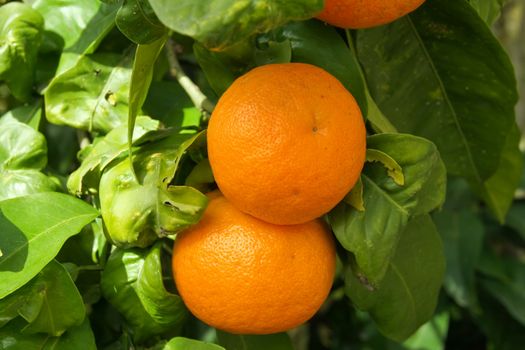 ripe oranges on a tree