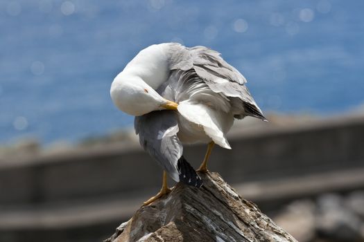 Seagull on a rock near the sea