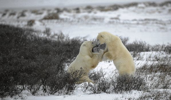 Fight of polar bears. 2/  Two polar bears fight. Tundra with undersized vegetation. Snow.