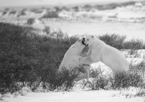 Fight of polar bears.3.  Two polar bears fight. Tundra with undersized vegetation. Snow.