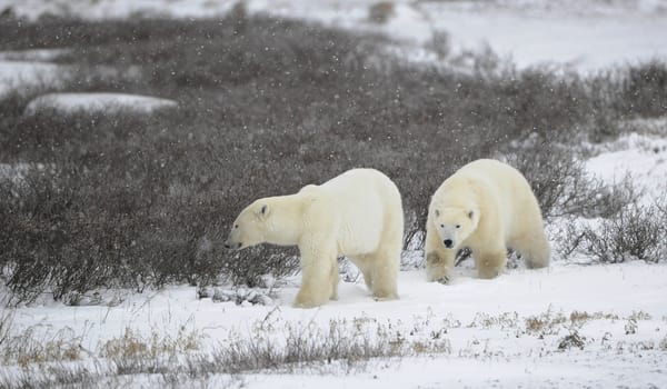 Two polar bears. Two polar bears go on snow-covered tundra one after another.It is snowing.