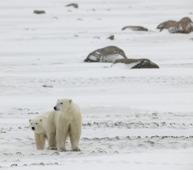 Two polar bears. 2 .Two polar bears in snow-covered tundra stand nearby. It is snowing.