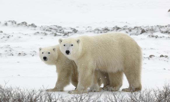 Couple. Polar bears have become interested. Snow-covered tundra. It is snowing.