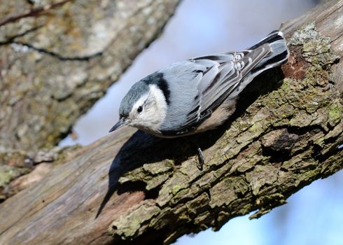 A nuthatch perched on the side of a tree trunk.
