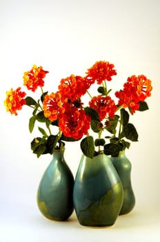 Three blue-green vases of bright orange Spanish Flag (lantana camara) flowers and foliage on a white background.