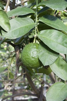 Green lemon on a branch