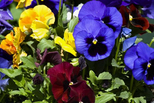 Close-up of purple and yellow pansies.
