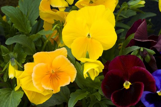 Close-up of purple and yellow pansies.