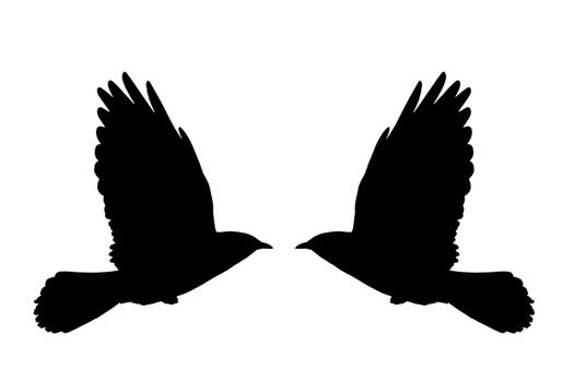 Illustration from a silhouette of a flying daw