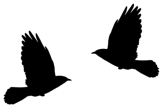 Illustration from a silhouette of a flying daw