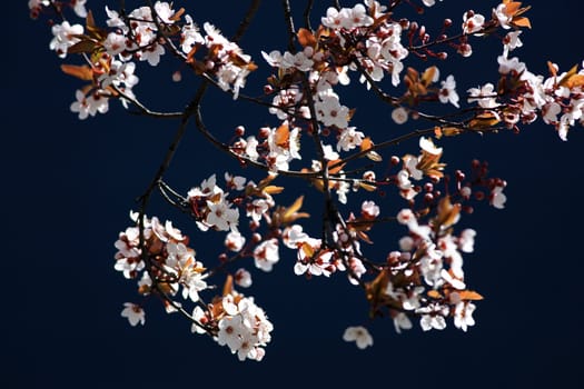 Close view of a cherry tree branch on a dark background