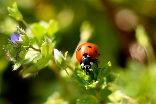 Colorful ladybug crawling on a plant