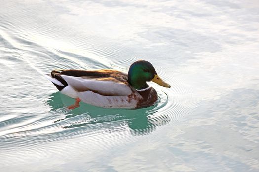 Male Duck swimming in a lake