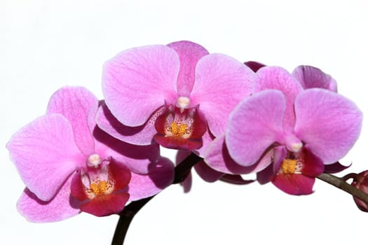 Violet phalaenopsis orchid isolated on a white background

