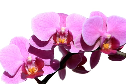 Violet phalaenopsis orchid isolated on a white background


