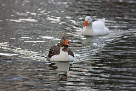 Two geese swimming close together in a lake