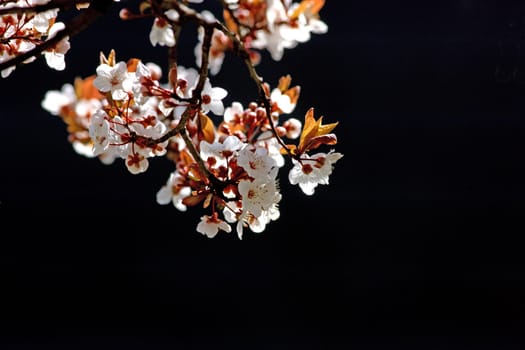 Close view of a cherry tree branch isolated on a black background