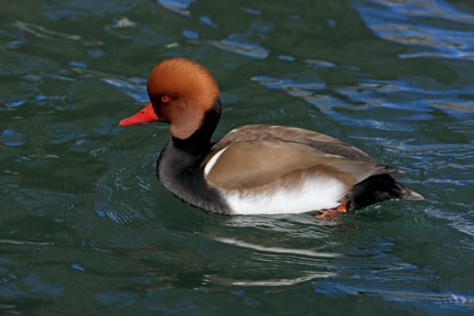 Male Duck (netta rufina) swimming in a lake