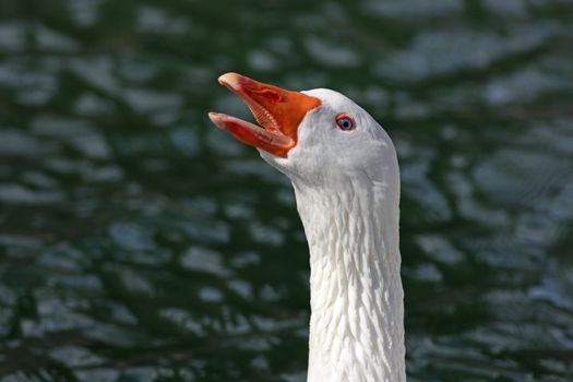 Portrait of a white goose with open beak