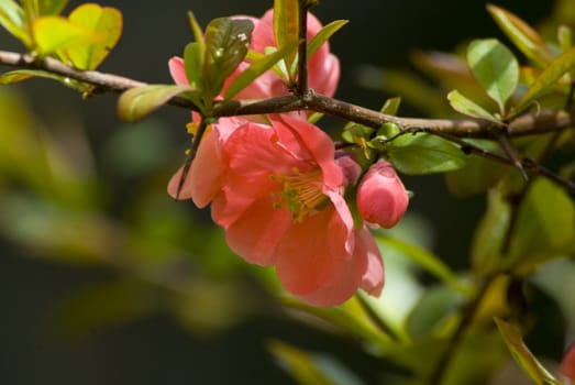 A fresh sprig of pink spring cherry blossom