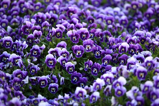 Close view of a group of violet viola flowers