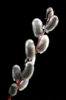 Close view of pussy willows arranged on a brown twig isolated on a black background