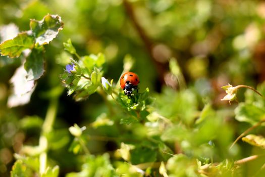 Colorful ladybug crawling on a plant