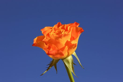 Close view of a beautiful orange rose on a blue background