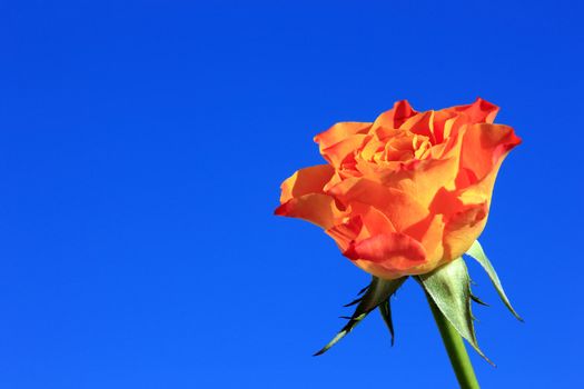 Close view of a orange rose on a blue background